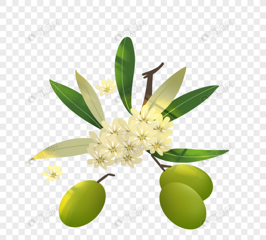 写实风格绿色橄榄花