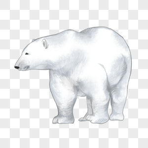 冬季白色北极熊图片