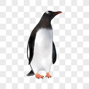 南极动物企鹅图片