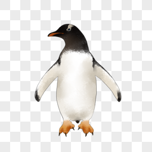 伸展翅膀的企鹅图片