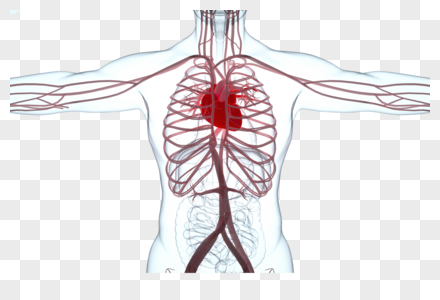 人体心脏模型高清图片