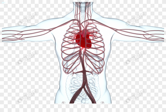 人体心脏模型图片