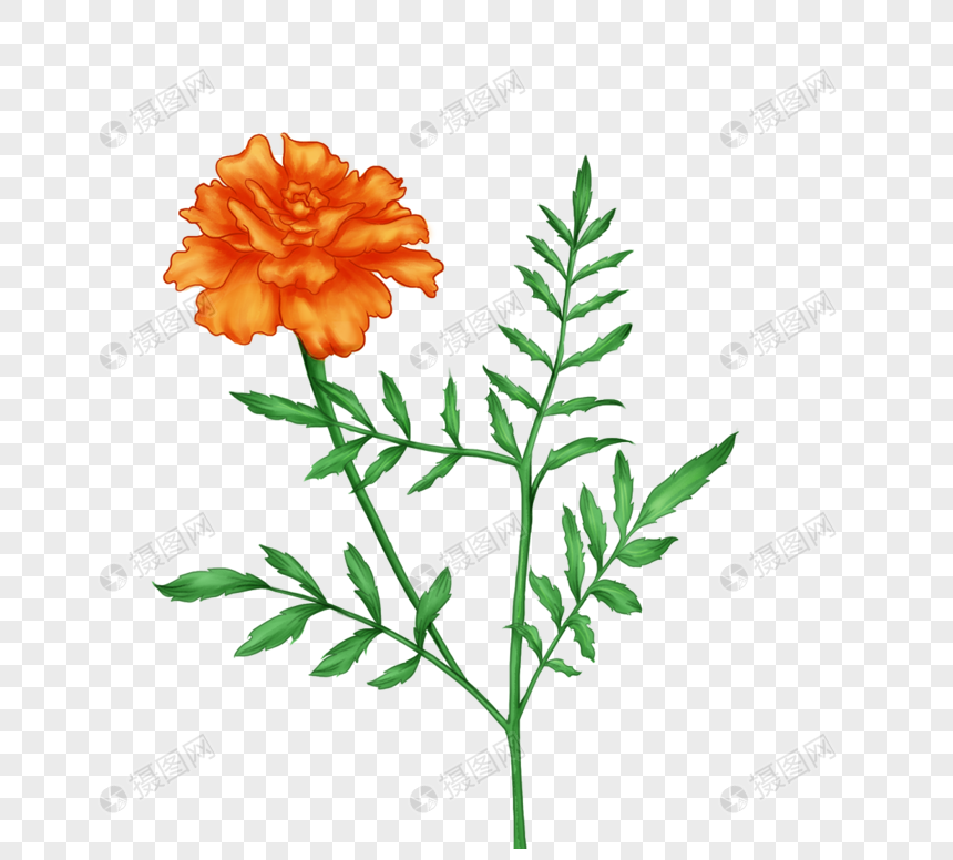 手绘万寿菊元素素材下载 正版素材 摄图网