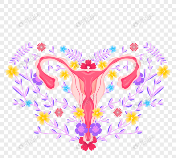 手绘卡通花卉女性生殖器官图片