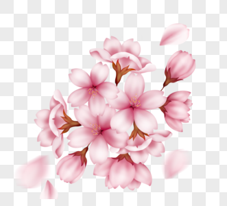 一簇手绘真实质感粉色盛开樱花高清图片
