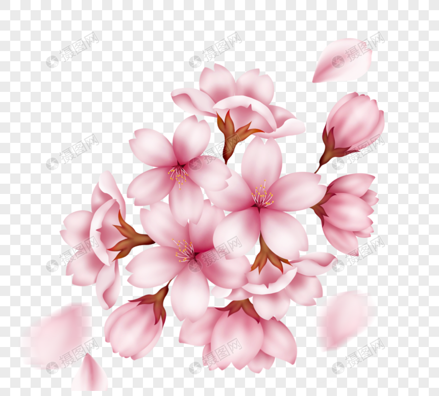 一簇手绘真实质感粉色盛开樱花图片