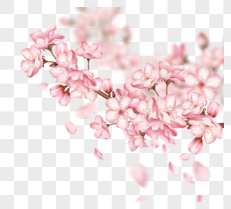 一根粉色樱花花瓣飘落樱花树枝图片