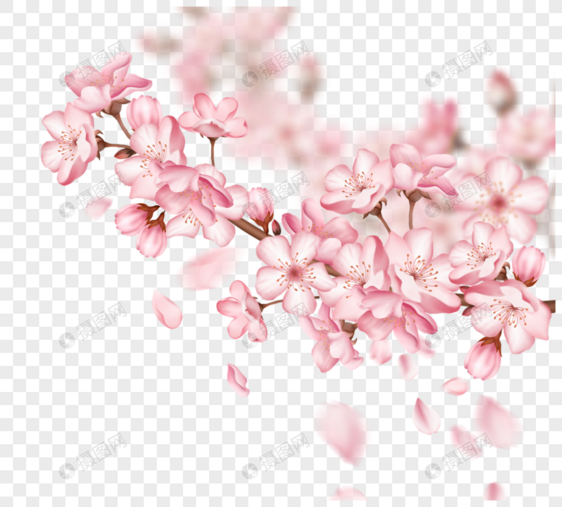一根粉色樱花花瓣飘落樱花树枝图片