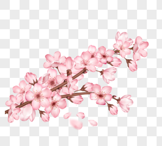一枝粉红色盛开樱花和飘落花瓣图片