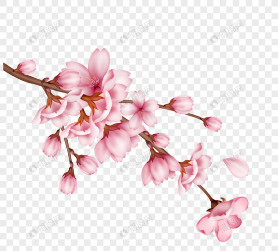 一枝手绘开放粉色樱花图片