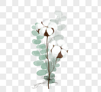 水彩棉花植物图片