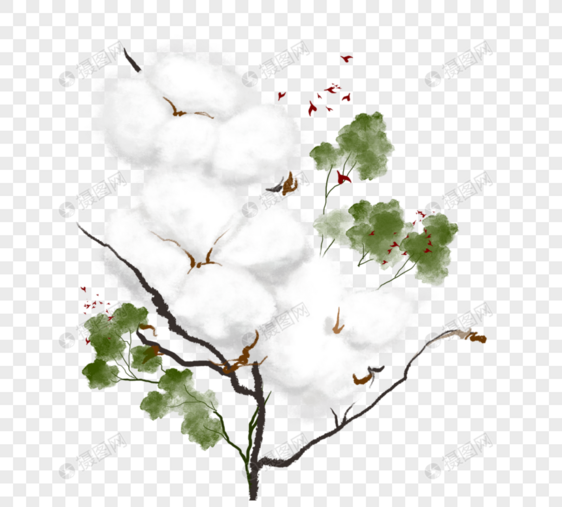 水彩棉花植物图片