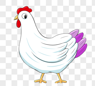 鸡白色紫羽公鸡高清图片