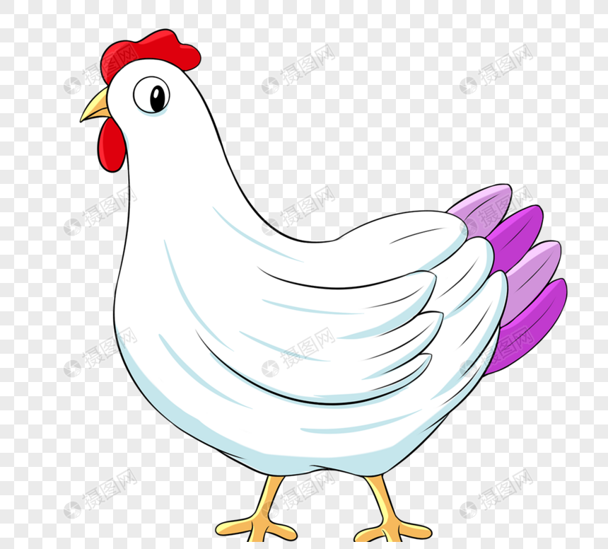 鸡白色紫羽公鸡图片