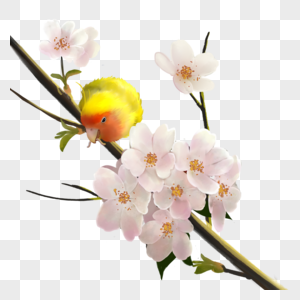 樱花树上的鹦鹉图片