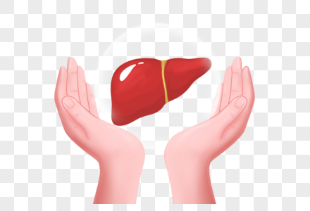 双手保护肝脏图片