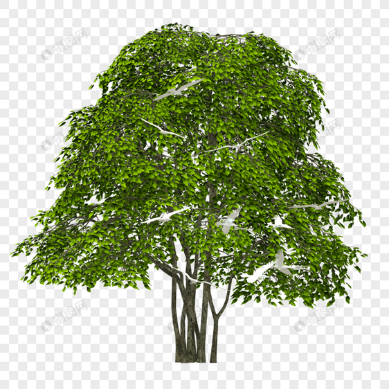 绿色环保参天大树图片