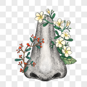 鼻子和花卉器官花卉高清图片