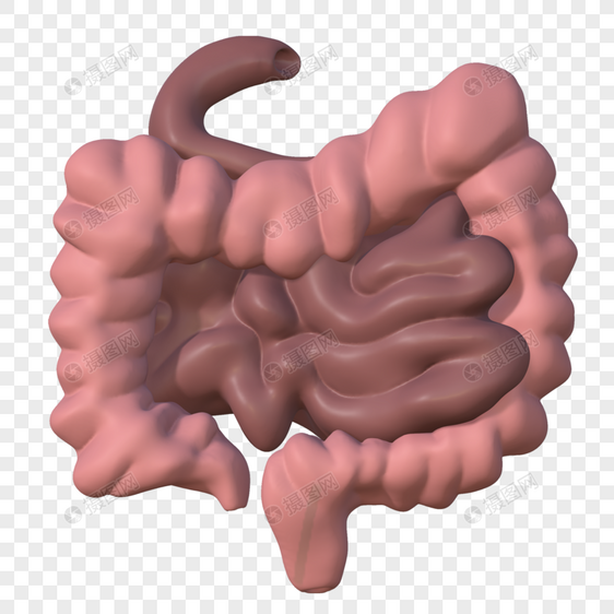 肠子器官模型图片