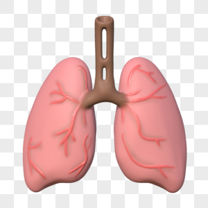 肺器官模型人体解剖模型高清图片