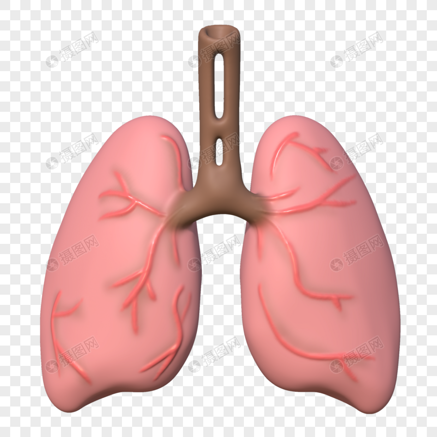 肺器官模型        ID：401908016