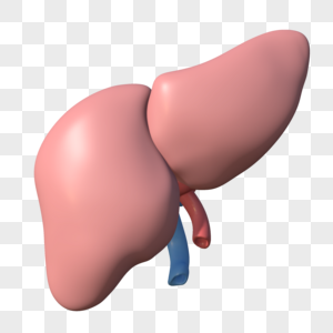 肝脏器官模型图片