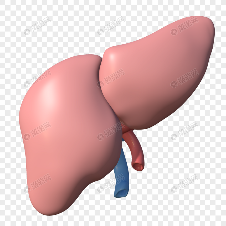 肝脏器官模型图片