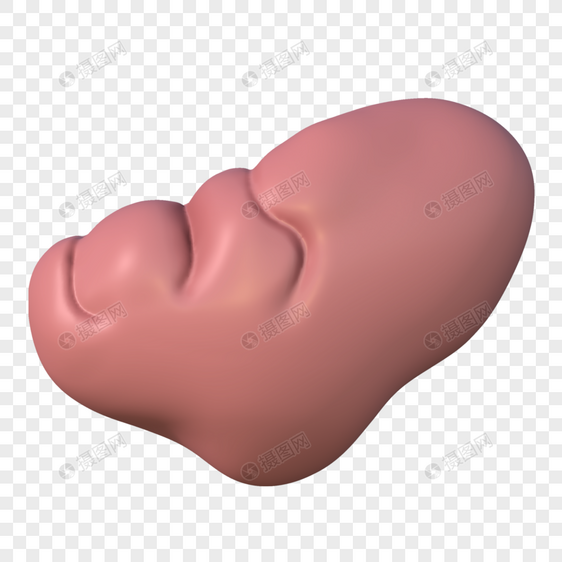 脾脏器官模型图片