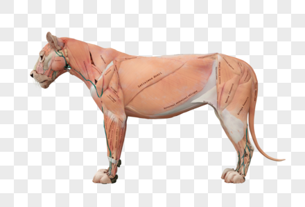 医学动物解剖肌肉狮子科学生物模型图片素材