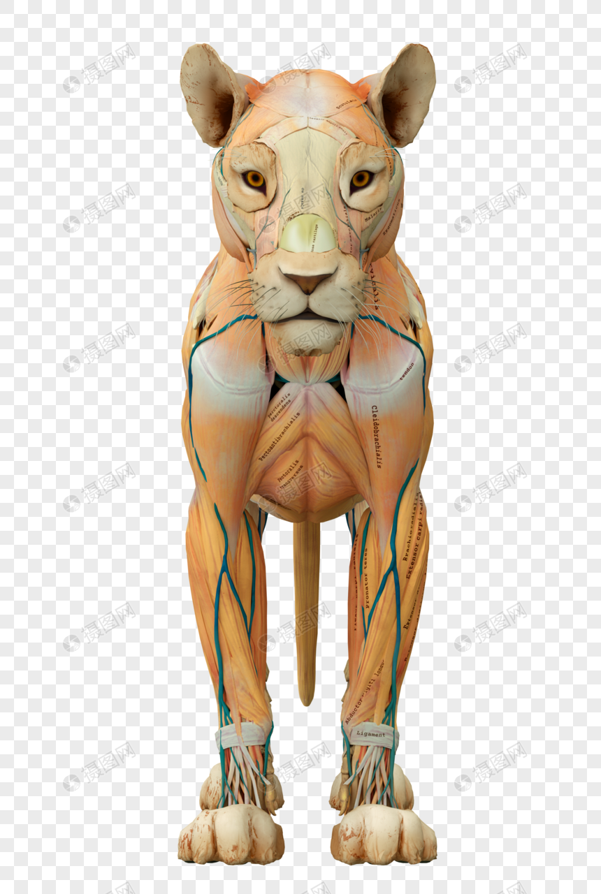 医学动物解剖肌肉狮子科学生物模型