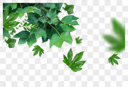 风吹动的树叶图片