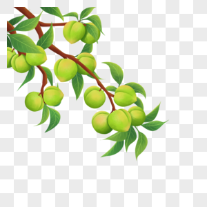 一枝青梅图片素材