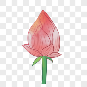 荷花苞莲花,花图片素材