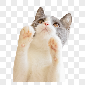 英短蓝白猫猫尾ps素材高清图片