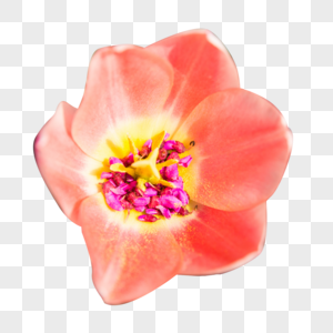 郁金香花朵图片