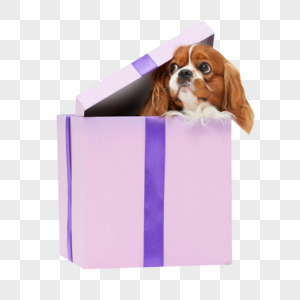 在礼物盒里的查理王犬高清图片