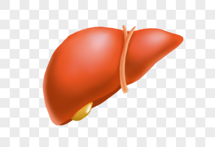 人类肝脏图片