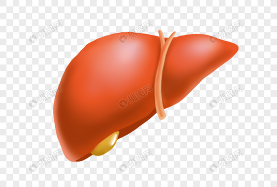 人类肝脏图片