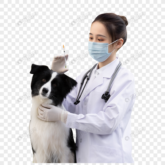 戴口罩的女性宠物医生给牧羊犬打疫苗图片