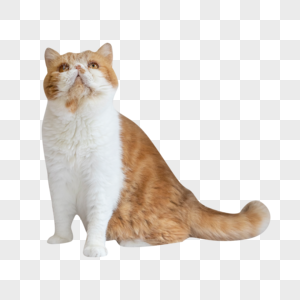 加菲猫萌宠动物高清图片