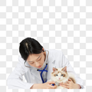 女性宠物医生给布偶猫咪做体检图片