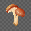 蘑菇香菇图片