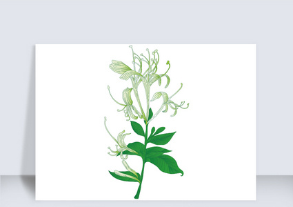 绿色中药金银花AI矢量花卉元素高清图片