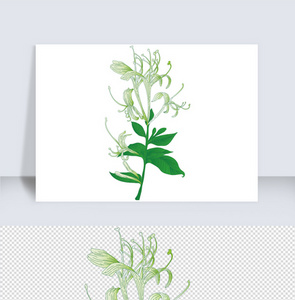 绿色中药金银花AI矢量花卉元素图片