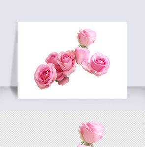 玫瑰花实拍素材图片
