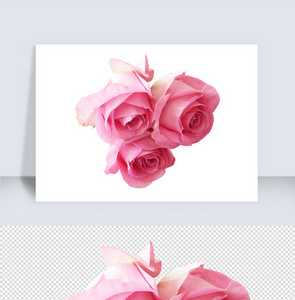 玫瑰花粉色浪漫情人节实物图片