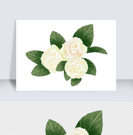 清新淡雅百玫瑰白色花卉元素图片