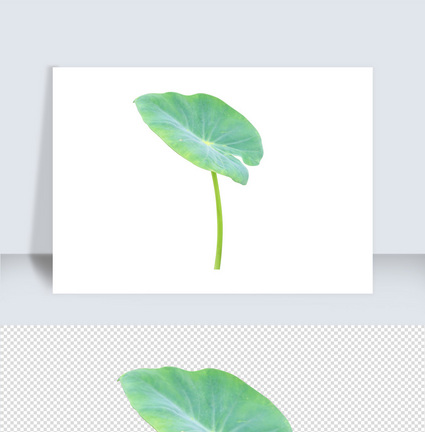 植物叶片免抠素材图片
