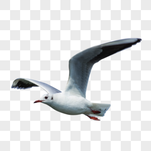 飞翔的海鸥美丽的鸟高清图片