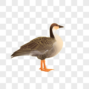 一候鸿雁大雁来图片